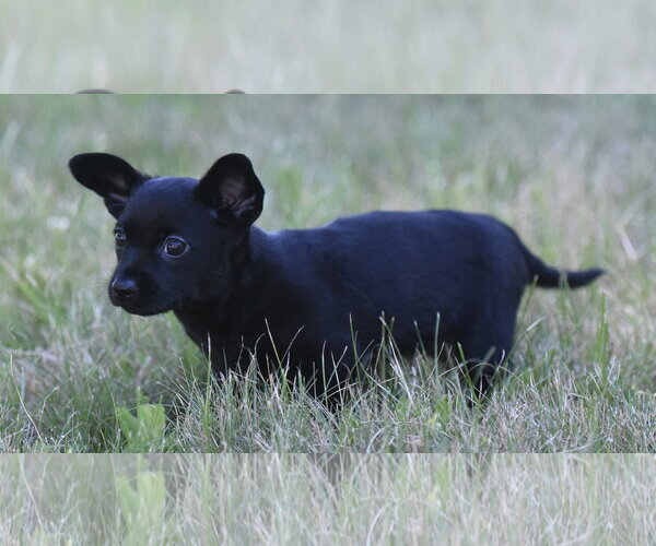 Medium Photo #10 Chihuahua Puppy For Sale in Mechanicsburg, PA, USA