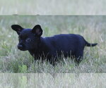 Small #9 Chihuahua