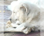 Small Photo #9 Great Pyrenees Puppy For Sale in KINGMAN, AZ, USA
