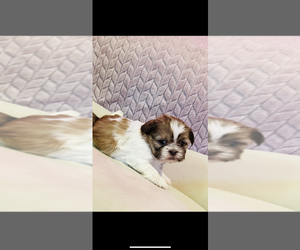 Shih Tzu Puppy for sale in ROUND ROCK, TX, USA