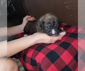 Boxer Puppy for sale in ROLLA, MO, USA
