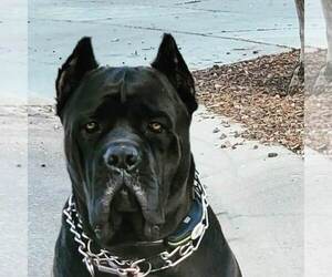 Father of the Cane Corso puppies born on 11/16/2022