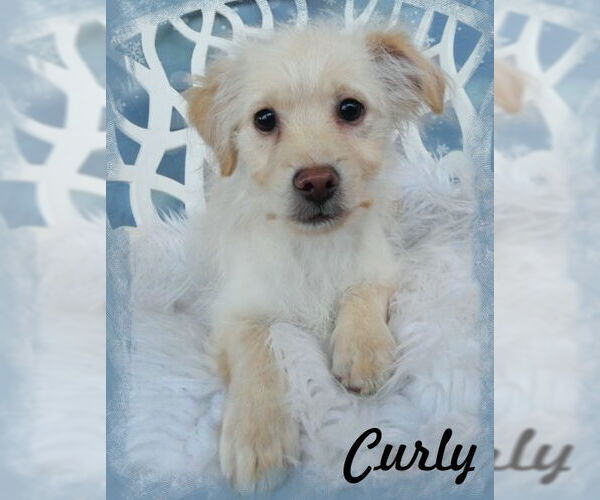 Medium Photo #4 Colonial Cocker Spaniel-Unknown Mix Puppy For Sale in Chino Hills, CA, USA