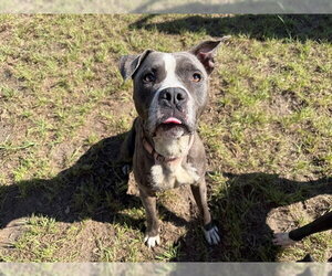 BERK - Male Staffordshire Bull Terrier Dog for Adoption - Photo #2