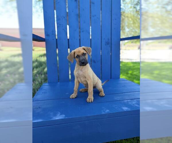 Medium Photo #1 German Shepherd Dog-Unknown Mix Puppy For Sale in Modesto, CA, USA