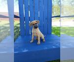 Small German Shepherd Dog Mix