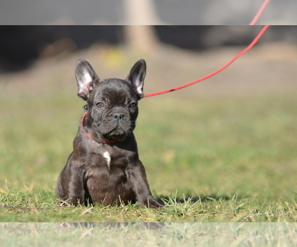 Medium Photo #2 French Bulldog Puppy For Sale in Kiskoros, Bacs-Kiskun, Hungary