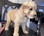 Small Photo #5 Goldendoodle Puppy For Sale in DAWSONVILLE, GA, USA