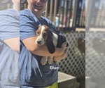 Small #1 Basset Hound