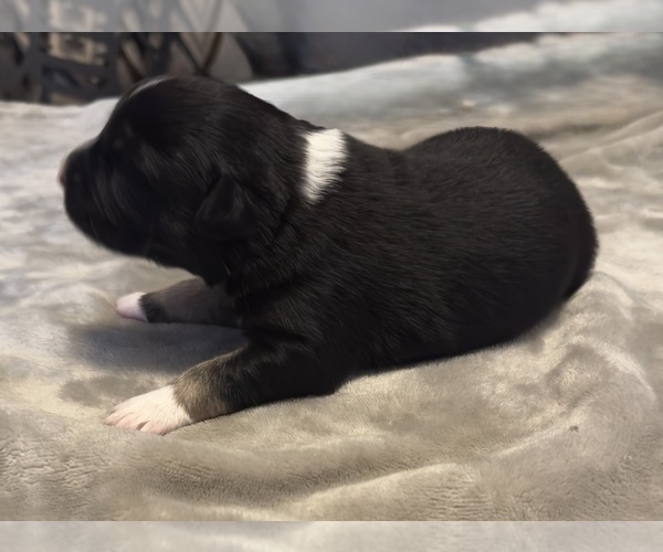 Medium Photo #27 Australian Shepherd Puppy For Sale in SALISBURY, NC, USA
