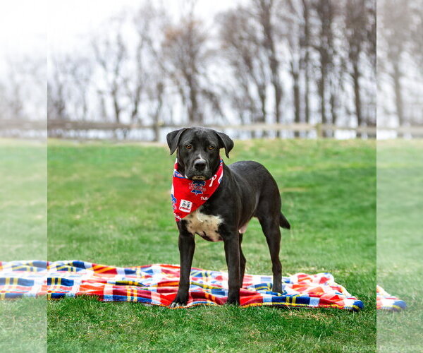 Medium Photo #9 Labrador Retriever-Unknown Mix Puppy For Sale in Unionville, PA, USA