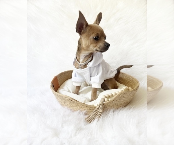 Medium Photo #3 Chihuahua Puppy For Sale in SACRAMENTO, CA, USA