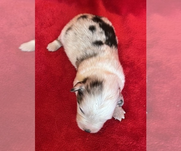 Medium Photo #5 Miniature Australian Shepherd Puppy For Sale in FORT MORGAN, CO, USA