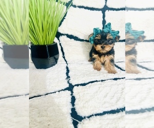 Yorkshire Terrier Puppy for sale in INDIANAPOLIS, IN, USA