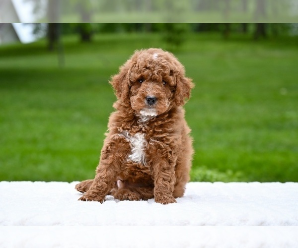 Medium Photo #4 Goldendoodle (Miniature) Puppy For Sale in MILLERSBURG, OH, USA