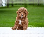 Small #3 Goldendoodle (Miniature)