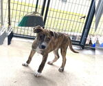 Small #2 Mountain Cur Mix