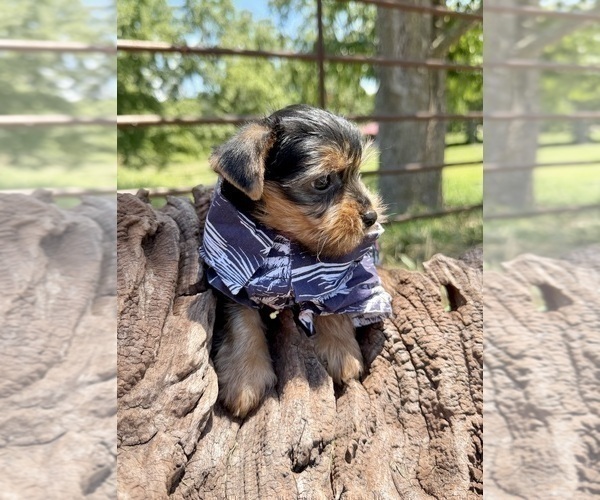 Medium Photo #5 Yorkshire Terrier Puppy For Sale in CASSVILLE, MO, USA