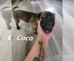 Small #2 Mutt