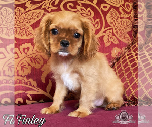 Cavalier King Charles Spaniel Puppy for sale in MIAMI, FL, USA