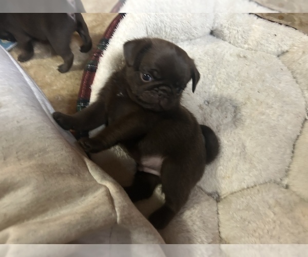 Medium Photo #11 Pug Puppy For Sale in BLOOMINGTON, IL, USA