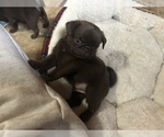 Small #10 Pug