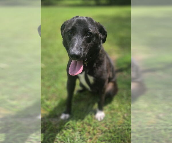 Medium Photo #2 Borador Puppy For Sale in Attalka, AL, USA