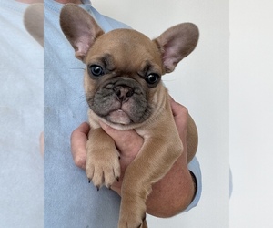 French Bulldog Puppy for sale in PHOENIX, AZ, USA