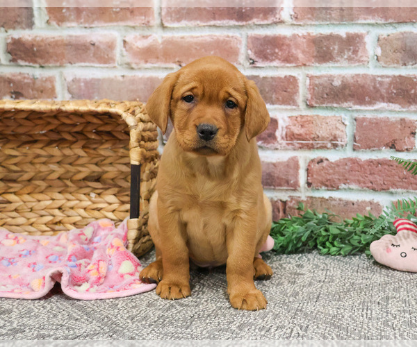 Medium Photo #13 Labrador Retriever Puppy For Sale in SYRACUSE, IN, USA