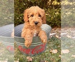 Small #3 Cockapoo (Toy)