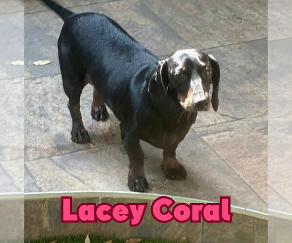 Medium Photo #4 Dachshund Puppy For Sale in San Antonio, TX, USA