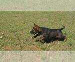 Small #2 German Shepherd Dog