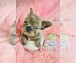 Small #19 French Bulldog