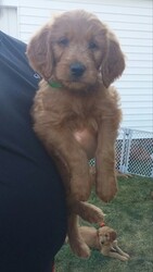 Goldendoodle Puppy for sale in AKRON, OH, USA