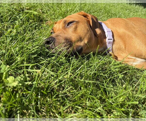Medium Photo #2 Labrador Retriever-Rhodesian Ridgeback Mix Puppy For Sale in Princeton, MN, USA