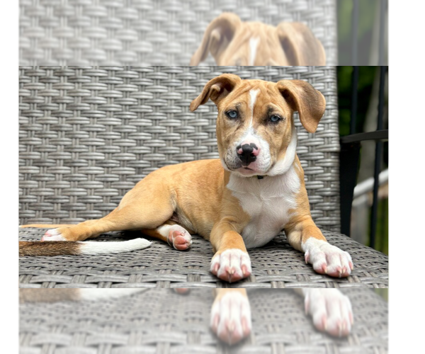 Medium Photo #20 Labrador Retriever-Unknown Mix Puppy For Sale in Brewster, NY, USA