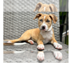 Small #19 Labrador Retriever Mix