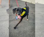 Small #6 Puggle