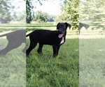Small Photo #5 Great Dane Puppy For Sale in SOMERVILLE, TN, USA