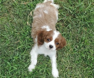 Cavalier King Charles Spaniel Puppy for sale in KINGWOOD, TX, USA
