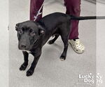 Small #1 Labrador Retriever Mix
