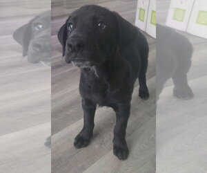 Leo - Male Labrador Retriever-Unknown Mix Dog for Adoption - Photo #2