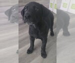 Small Photo #2 Labrador Retriever-Unknown Mix Puppy For Sale in Alexander, AR, USA