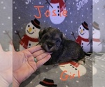 Small Photo #30 Chizer Puppy For Sale in MONTEZUMA, GA, USA
