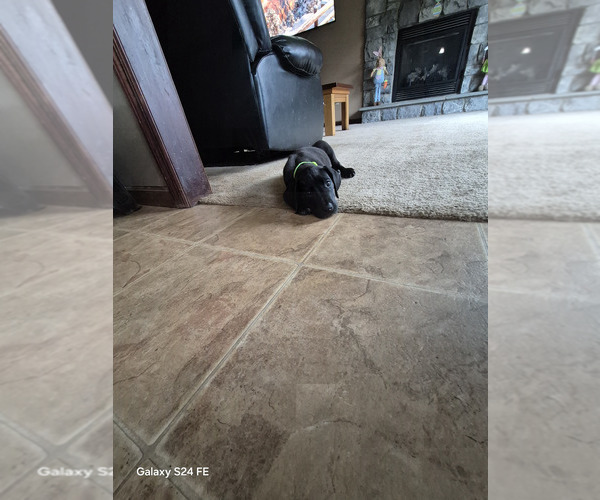 Medium Photo #3 Great Dane Puppy For Sale in DUSHORE, PA, USA