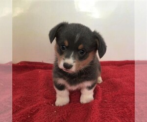 Pembroke Welsh Corgi Puppy for sale in HAVEN, KS, USA