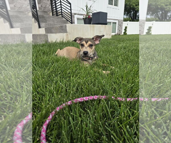 Medium Photo #2 American Pit Bull Terrier-Unknown Mix Puppy For Sale in MIDWAY, UT, USA