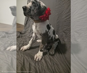 Daniff Puppy for Sale in LAKE ELSINORE, California USA