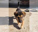 Small Photo #1 German Shepherd Dog-Unknown Mix Puppy For Sale in Dallas, TX, USA