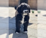Small #16 Bernedoodle